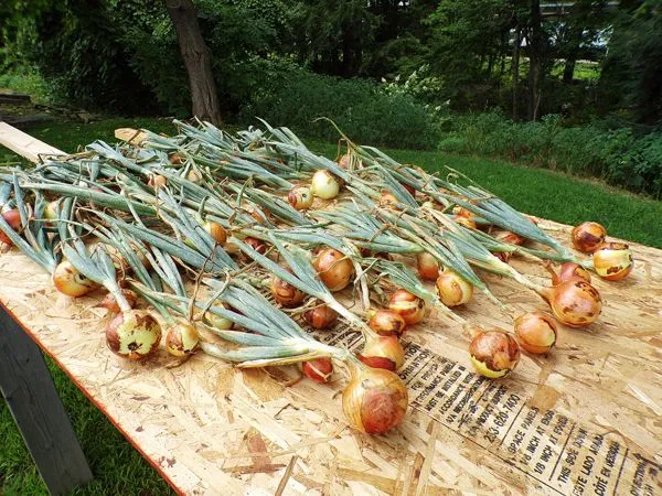 Cortland onions crop August 2022.jpg