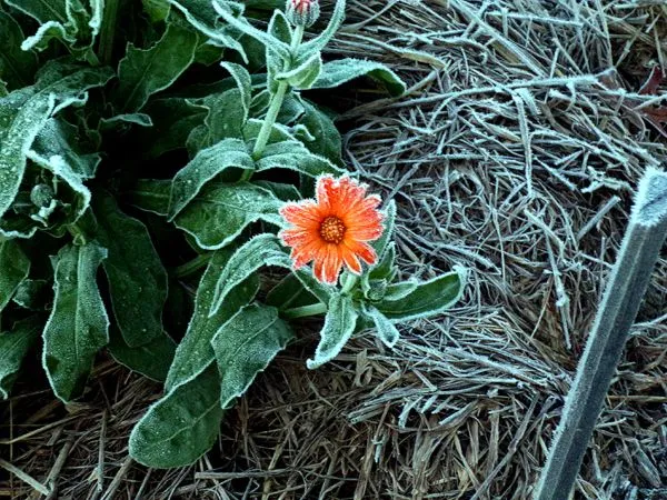 New Herb - Row 6, frosted calendula crop Nov. 2023.jpg