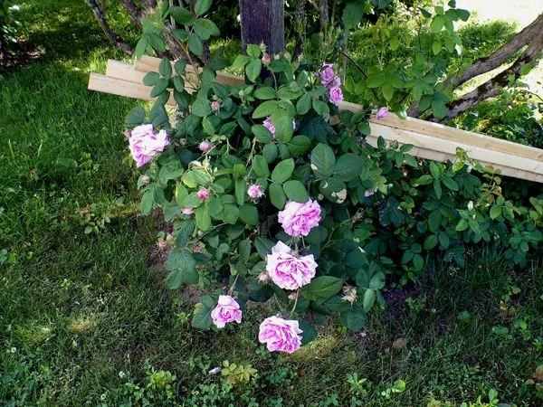 Damascus roses crop June 2024.jpg