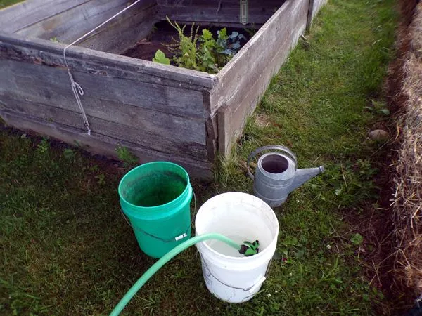 Watering seedlings crop June 2024.jpg