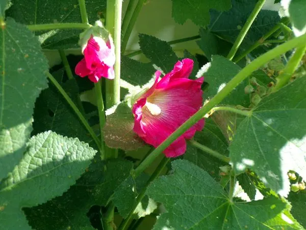 New South - 1st hollyhock crop June 2024.jpg