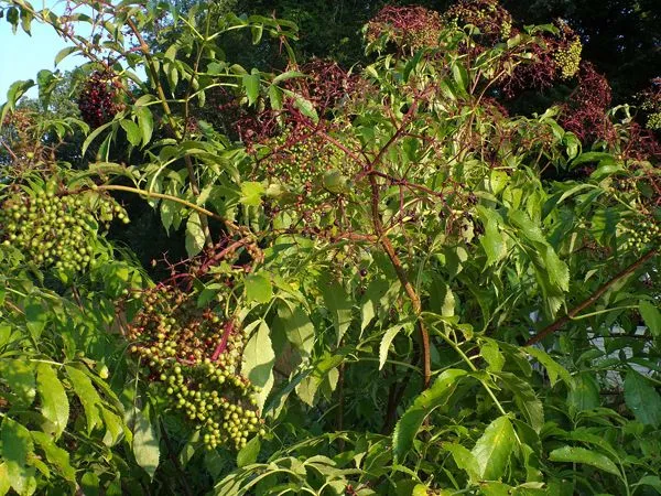 Little trees - 11. York elderberries1 crop August 2022.jpg