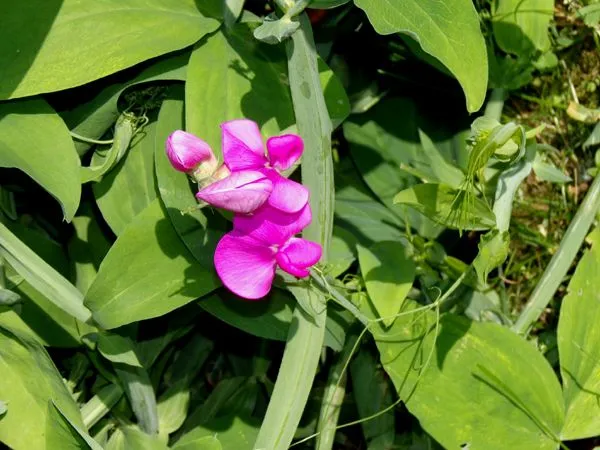 Crabapple - sweet pea flowers2 crop June 2024.jpg