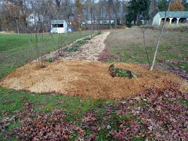 Little trees - sawdust on end crop Nov. 2023.jpg