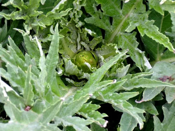 Big garden - 1st artichoke crop July 2024.jpg