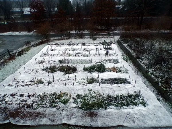 First snow - New Herb crop Nov. 2022.jpg