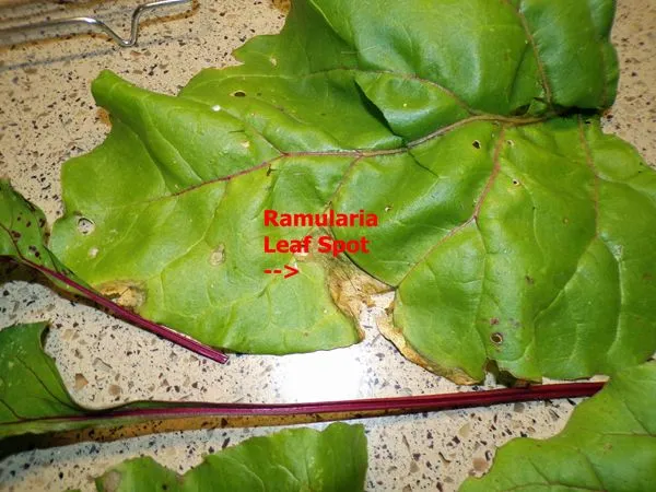 Beet greens - buggy2 text crop August 2022.jpg