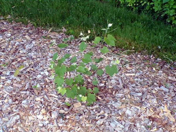 Little trees II - east grape crop May 2024.jpg
