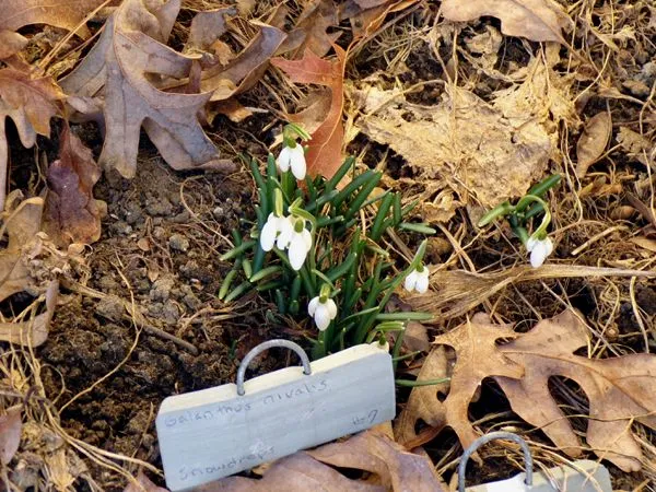 New West - snowdrops1 crop Feb. 2024.jpg