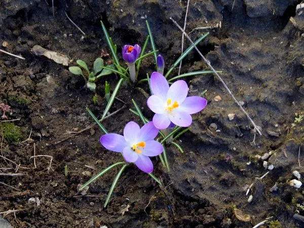 New West - snow crocus crop March 2024.jpg
