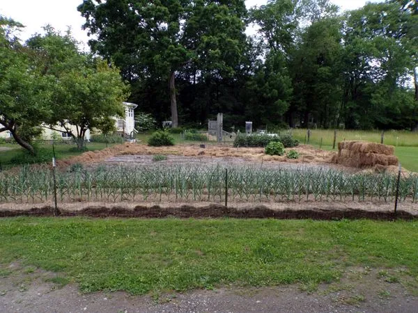 Big garden - rest ready to plant1 crop June 2023.jpg
