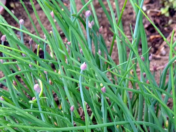 South Herb - chive buds crop April 2023.jpg