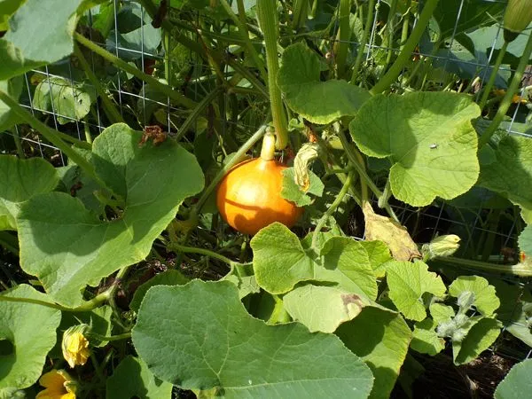 Big garden - kabocha on fence crop August 2021.jpg