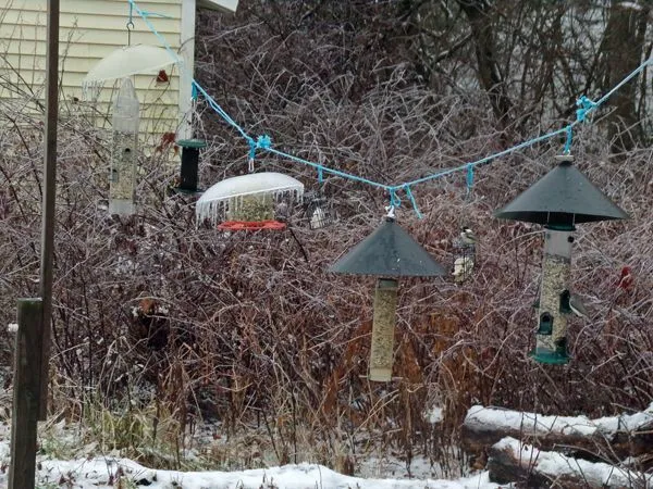 Ice on feeders crop Christmas 2021.jpg