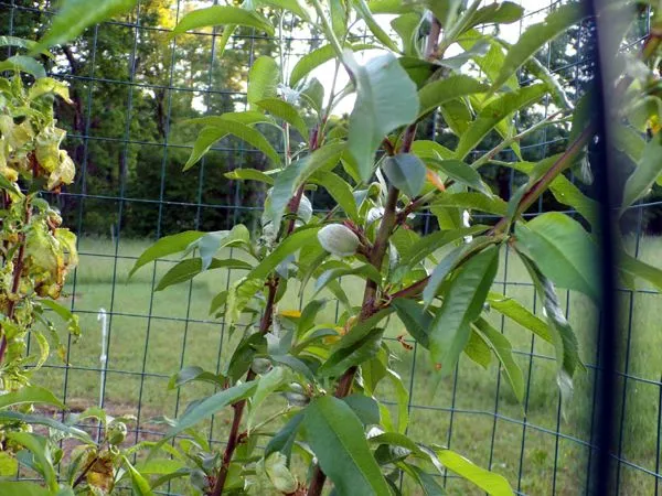 Little Trees II - Peach on peach tree crop May 2024.jpg