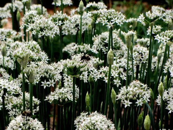 Bee on garlic chive flowers crop August 2024.jpg