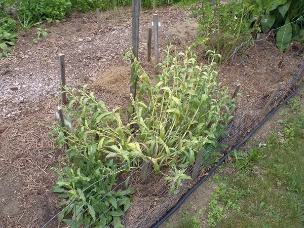 New Herb - Row 1, woad crop June 2021.jpg