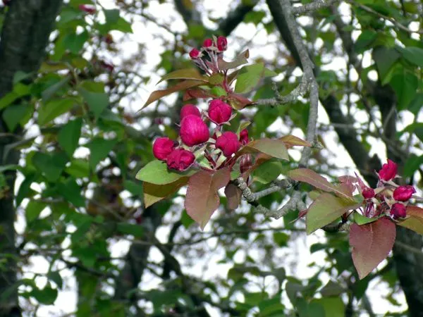 Crabapple - buds crop April 2024.jpg