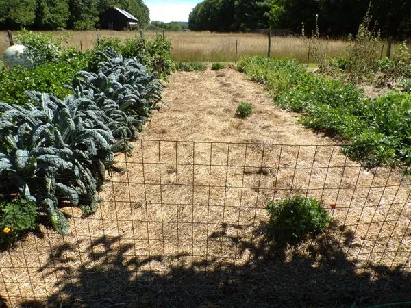 Big garden - cleaned up crop August 2022.jpg
