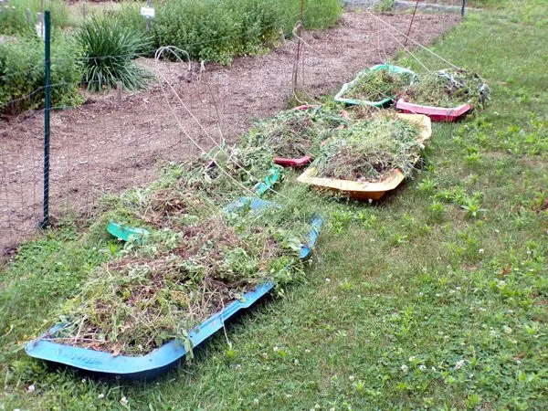 Six sleds awaiting crop June 2024.jpg