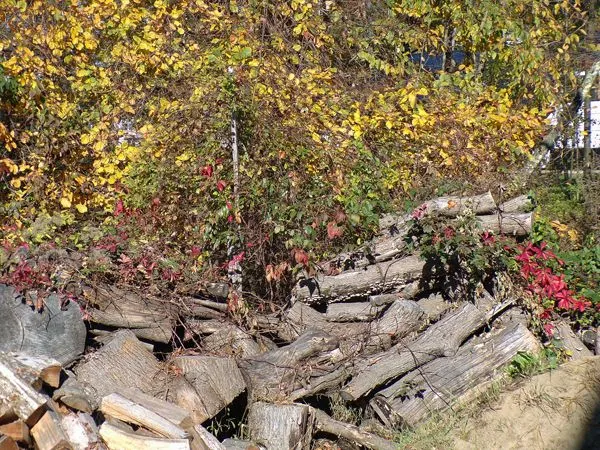 Wood pile crop Oct. 2021.jpg
