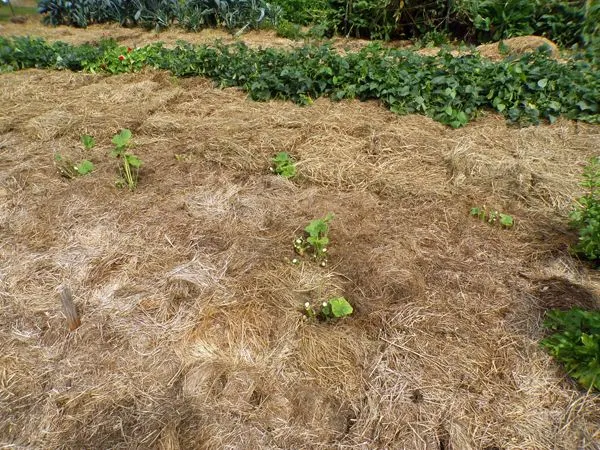 Big garden - hollyhocks cut back crop August 2022.jpg