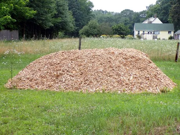 Wood chip mulch - 18 yds crop July 2024.jpg