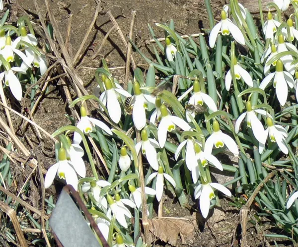 West garden - bees on snowdrops close-up March 2021.jpg