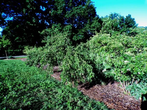 Little trees - 9. Contender peach branches off ground crop June 2024.jpg