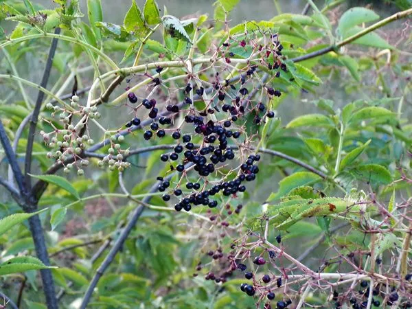 Elderberries - a few left crop August 2022.jpg