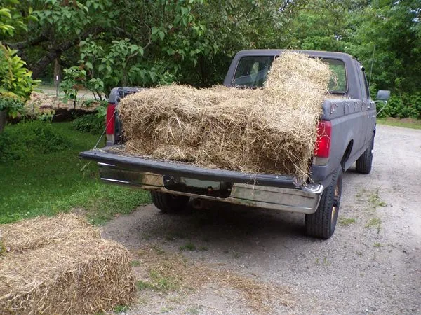 Mulch - 2nd load crop June 2024.jpg