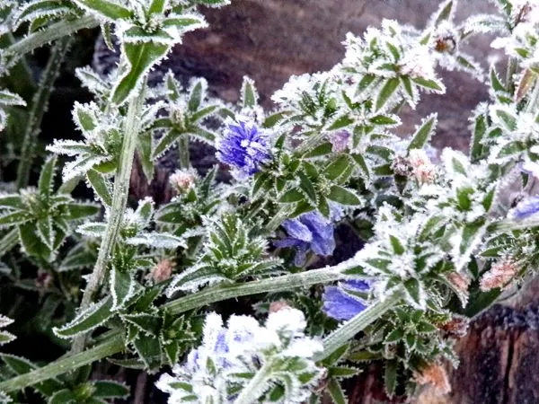 New Herb - Row 2, frosted chicory crop Nov. 2023.jpg