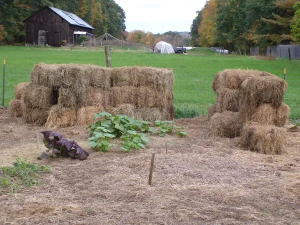 Mulch hay crop Oct. 2021.jpg