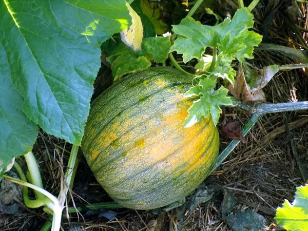 Small garden - Howden pumpkin crop August 2024.jpg