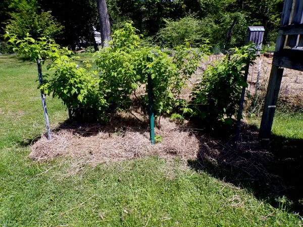 Anne raspberry - mulched crop May 2024.jpg