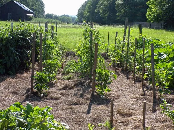 Big garden - tomatoes and peppers pruned and weeded crop July 2021.jpg