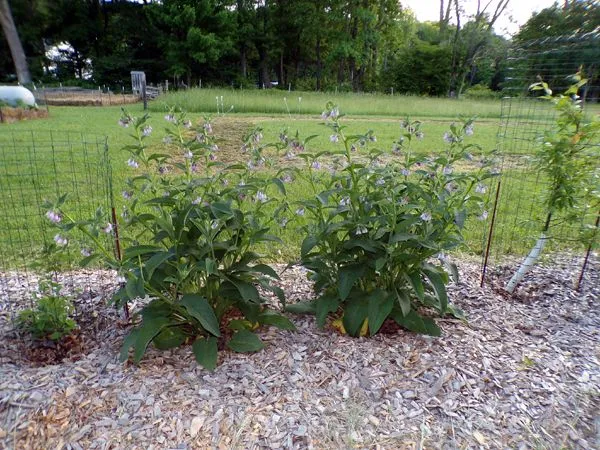 Little trees II - comfrey by Juneberry crop May 2024.jpg