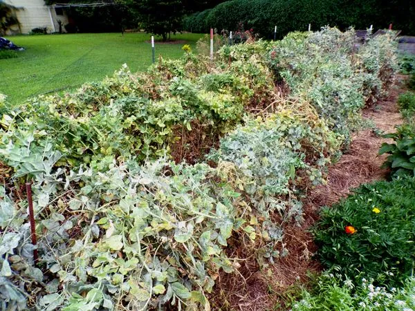 Small garden - peas before crop July 2024.jpg