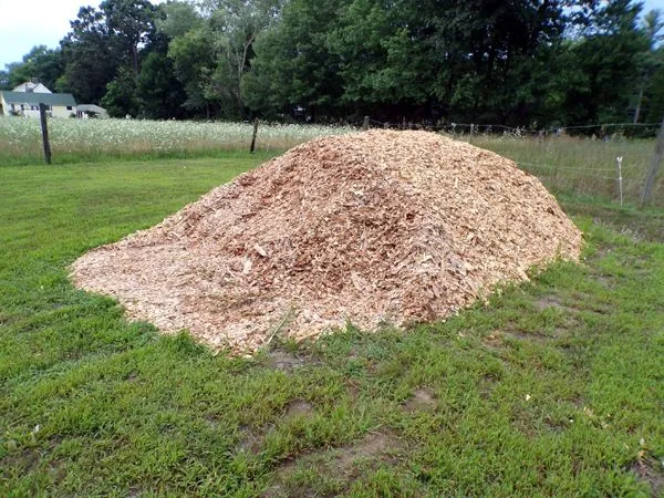 Wood chip pile shrinks crop July 2024.jpg