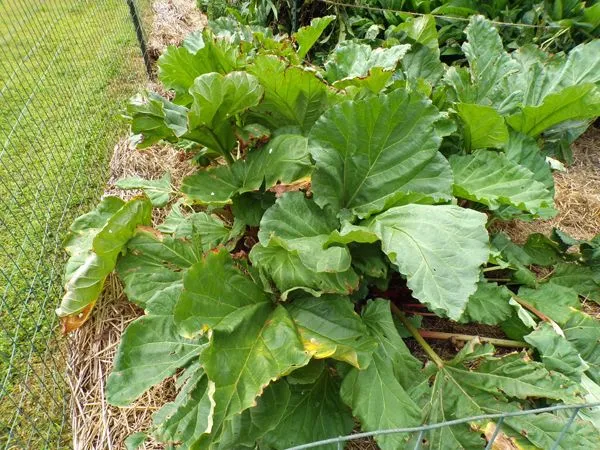 Big garden - rhubarb crop August 2022.jpg