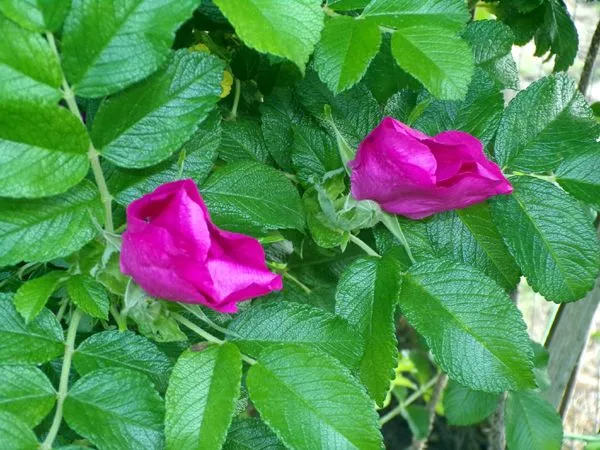 Rugosa rose buds opening crop May 2024.jpg