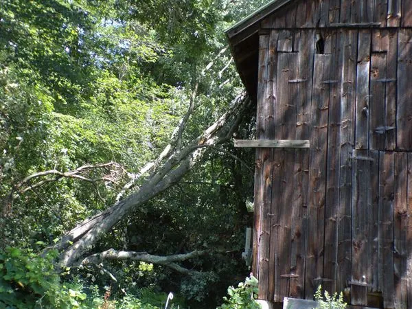 Tree on barn1 crop July 2021.jpg