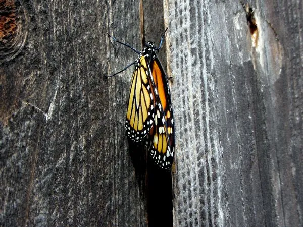 Monarch on barn crop August 2024.jpg