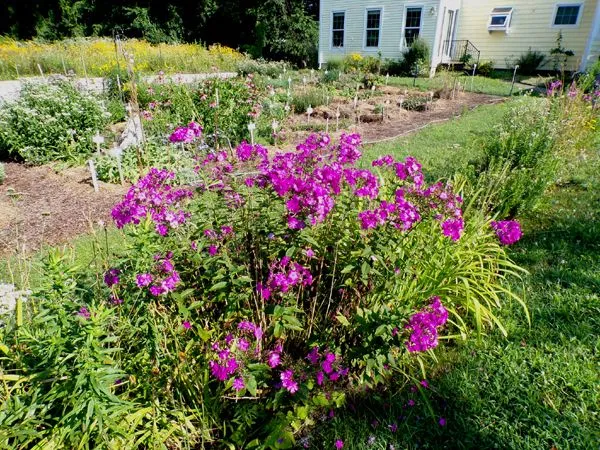 Fourth Fence - D's phlox crop July 2024.jpg