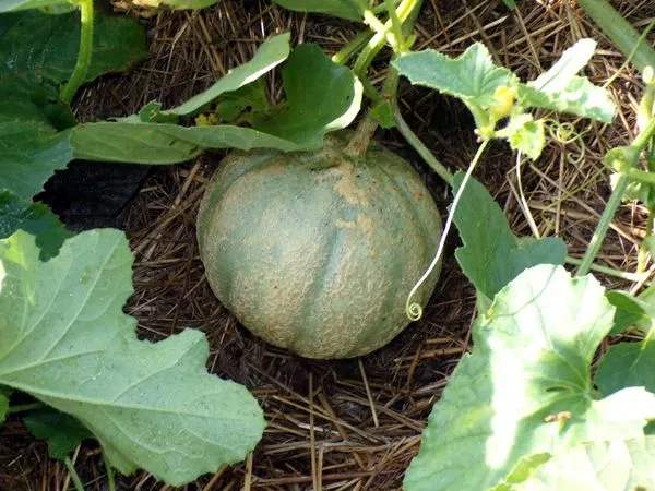 Small garden - cantelope crop August 2024.jpg