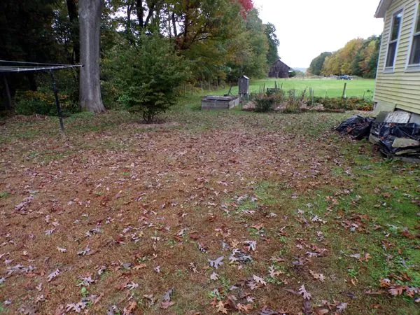 Oak leaves and acorns crop Oct. 2023.jpg