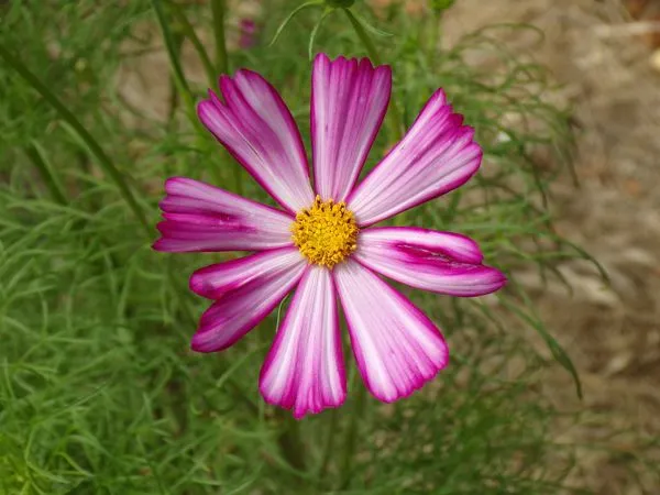 Big garden - cosmos flower crop August 2022.jpg