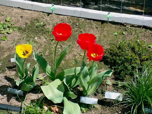 South - yellow and red tulips crop April 2024.jpg