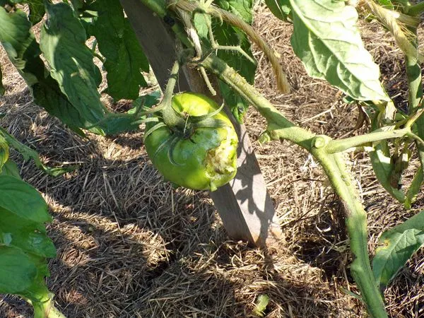 Big garden - tomatoes7 crop July 2021.jpg