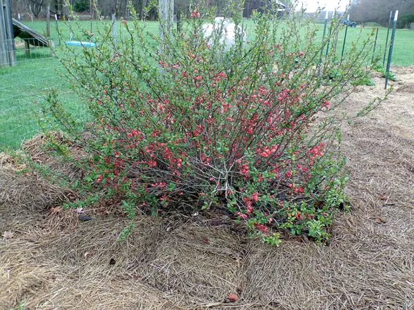 Big garden - quince crop April 2023.jpg